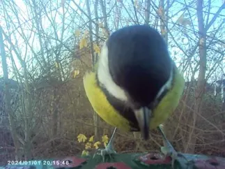 Caméra mangeoir à oiseaux 1080p solaire bfc-1200 camouflage — DENVER, vue 5